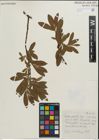 Foto von Salix pellita (Andersson) Bebb